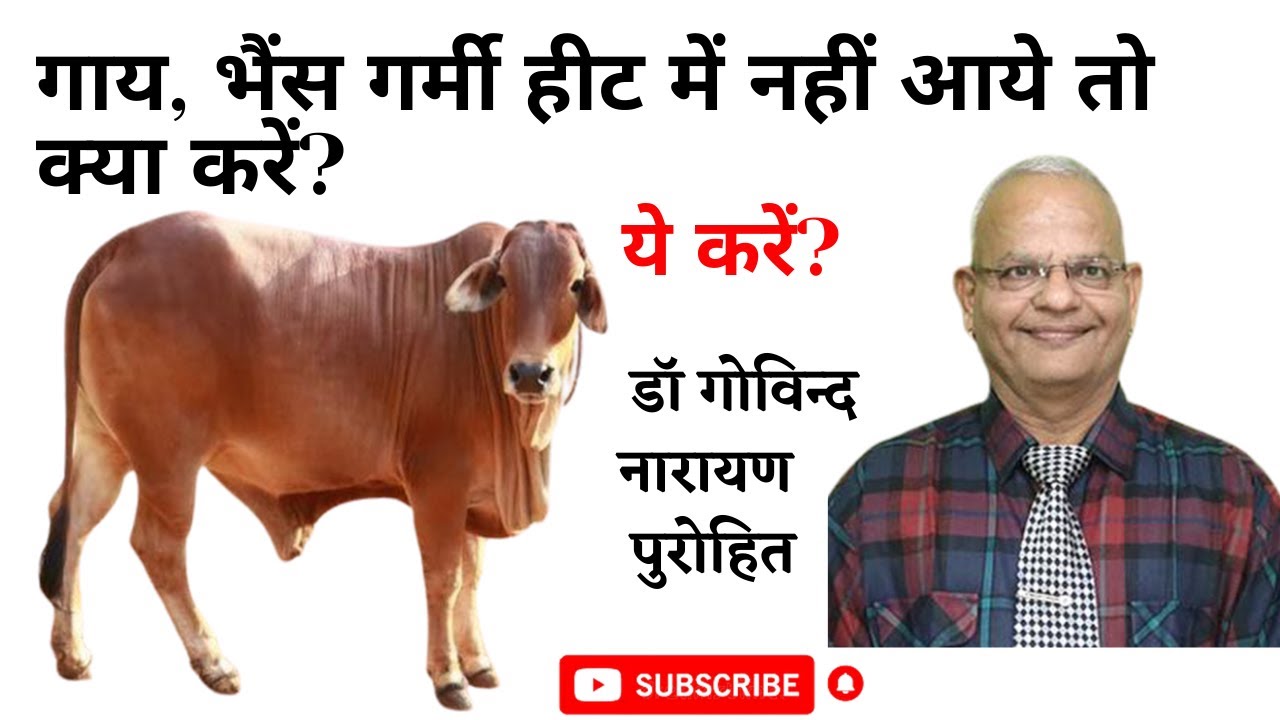 गाय, भैंस गर्मी हीट में नहीं आये तो क्या करें? Anestrus, पशुओं को हीट में लाने के तरीके, हीट