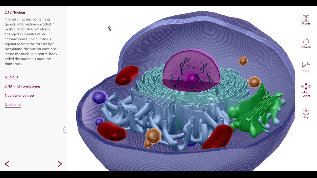 생리학_세포소기관(Cell organelles)