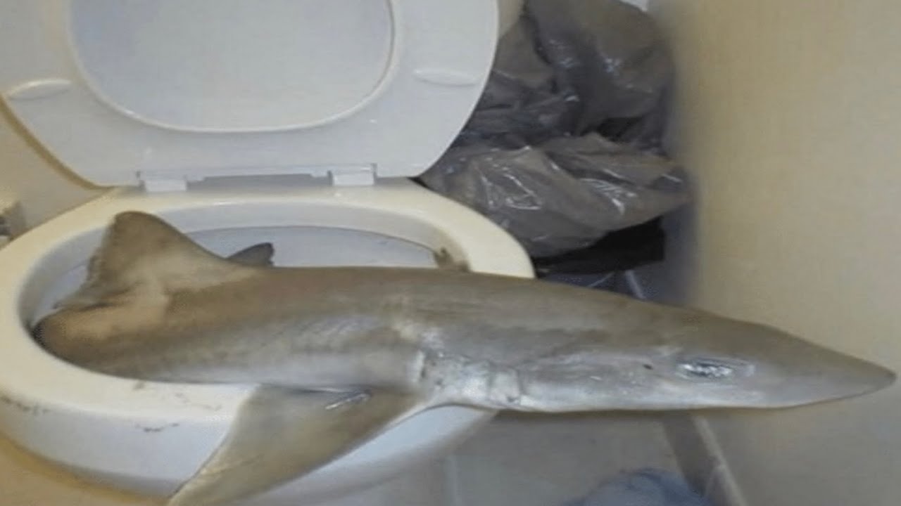 my fish collection
