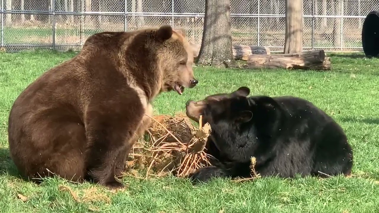 Randy, Rosie & Kimmy: bear ninjas. Moving so fast they’re a blur. Ha Ha.