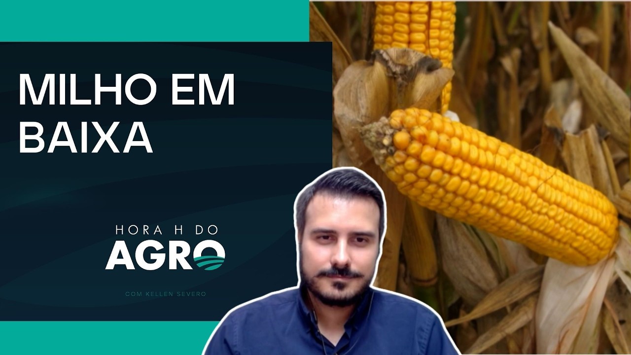 Mercado de milho pressionado: cotações, desafios e perspectivas para safra | Hora H do Agro