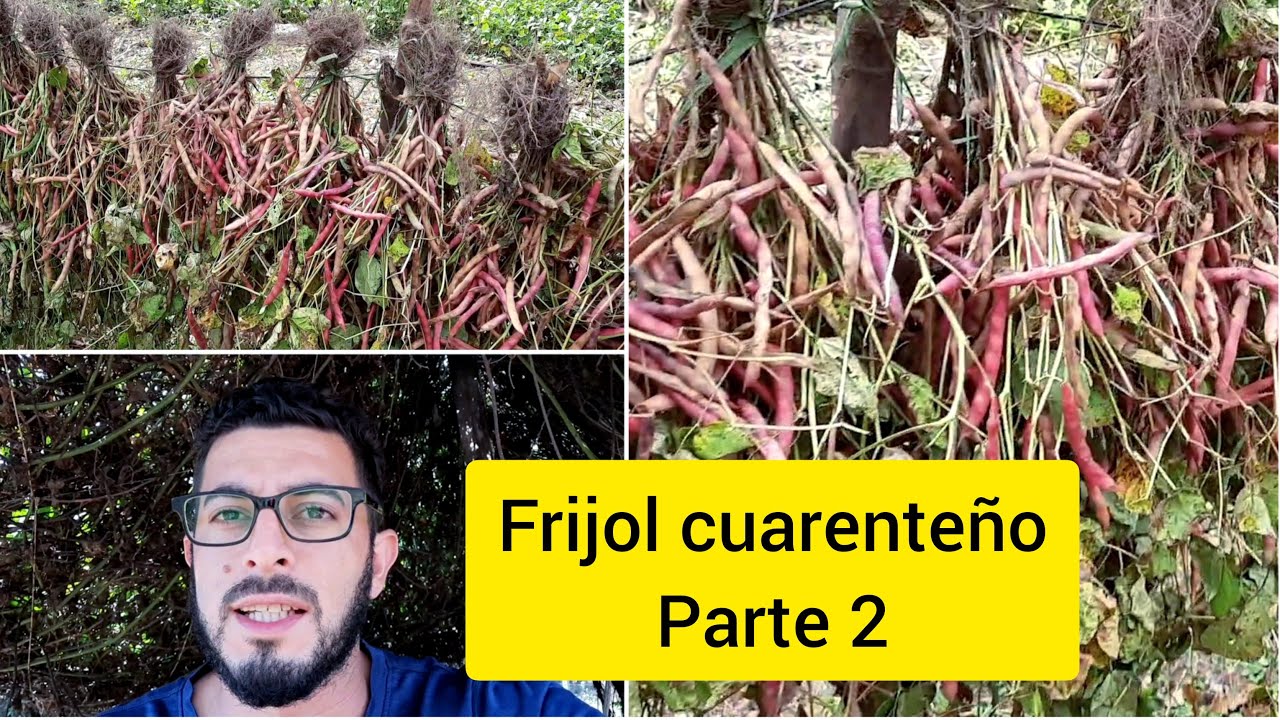 ¿Como producir frijoles🫘 en 45 días?😳