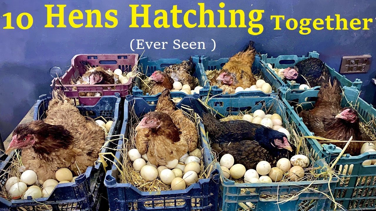 10 Aseel Hens Hatching Too Many Eggs to Chicks Together - Ever seen