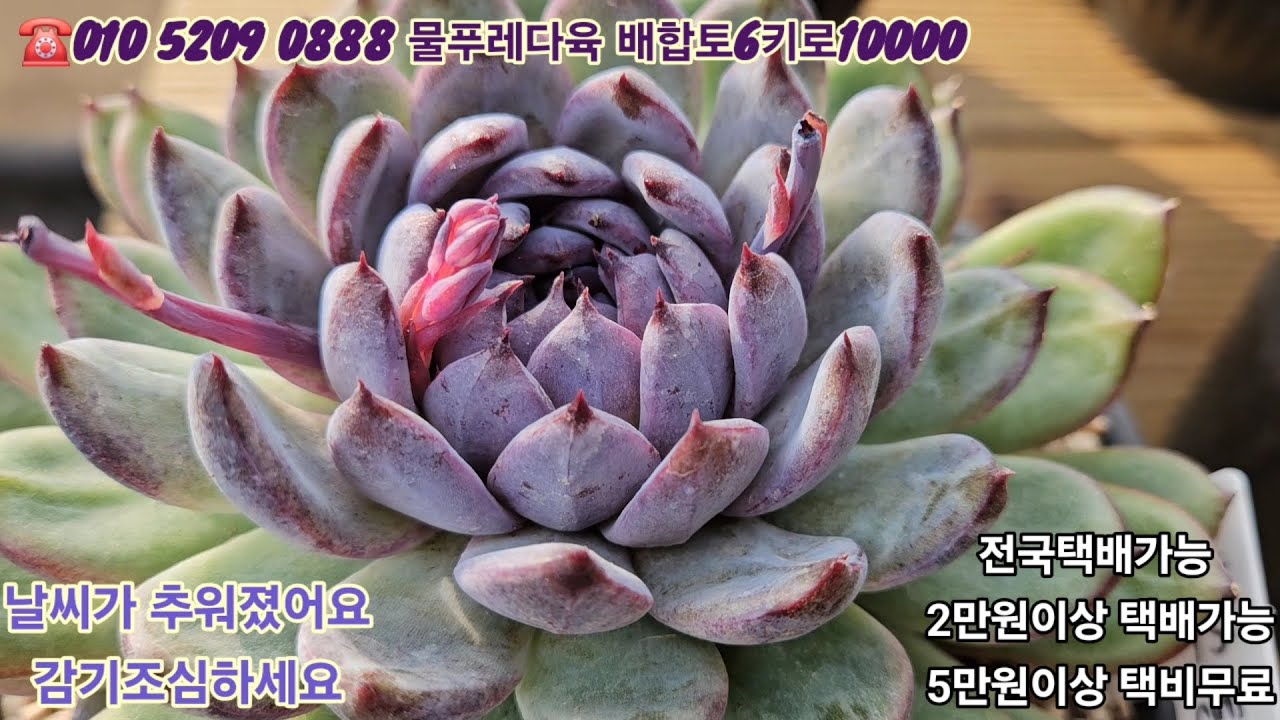 1/23(택배 발송은 날씨 봐가면서 보내드릴깨요