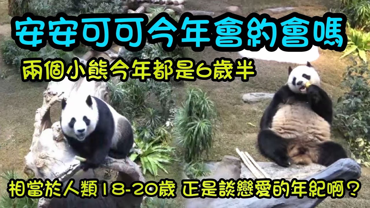 1月6日 安安可可吃播，大家好奇安安可可今年會約會嗎，安安可可今年6歲半，相當於人類18歲，20歲，正式戀愛的好年紀啊 