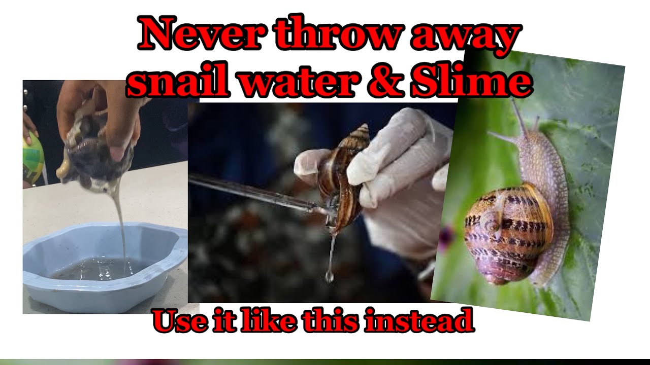 How to use snail water and slime for your skincare