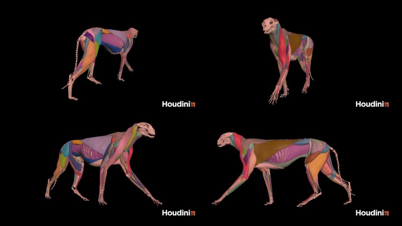 Houdini 20.5 Cheetah Tissue Simulation (@houdini3d )
