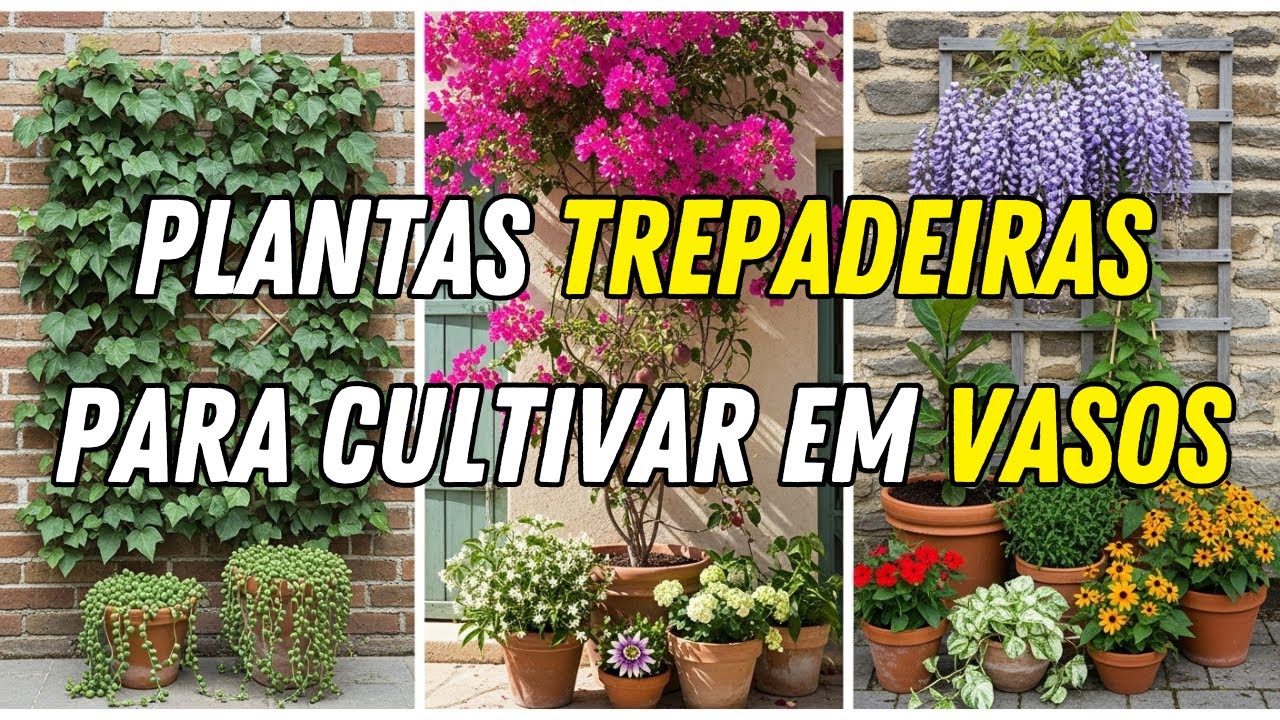 10 melhores plantas trepadeiras que crescem MUITO em vasos