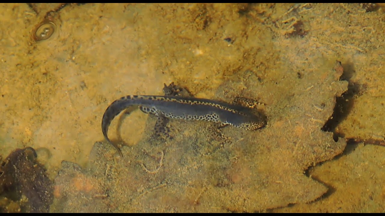 Herping in Arlesheim and Hegenheim, april 2024