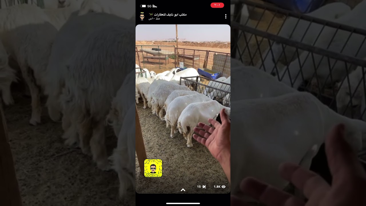 بعد 90 يوم من الولاده فطم بهم الذبح عن الحليب وبداية اخراج الامهات بعد التأكد انها ناشفه من الحليب