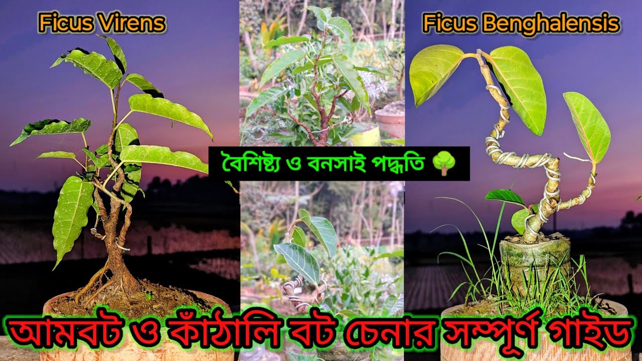 বনসাই করার জন্য কোন গাছটি সেরা? আমবট নাকি কাঁঠালি বট? সঠিক বটগাছ চেনার উপায় #bonsai #ficusplants 
