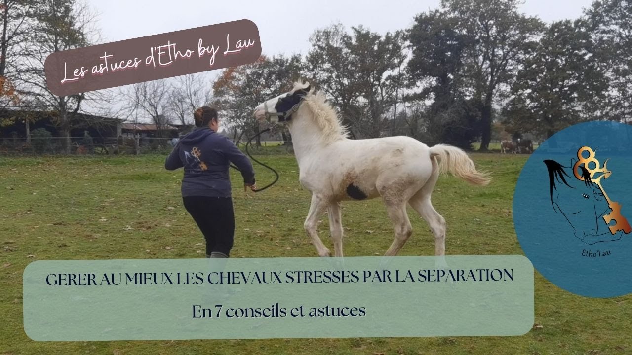GERER AU MIEUX UN CHEVAL STRESSE PAR LA SEPARATION