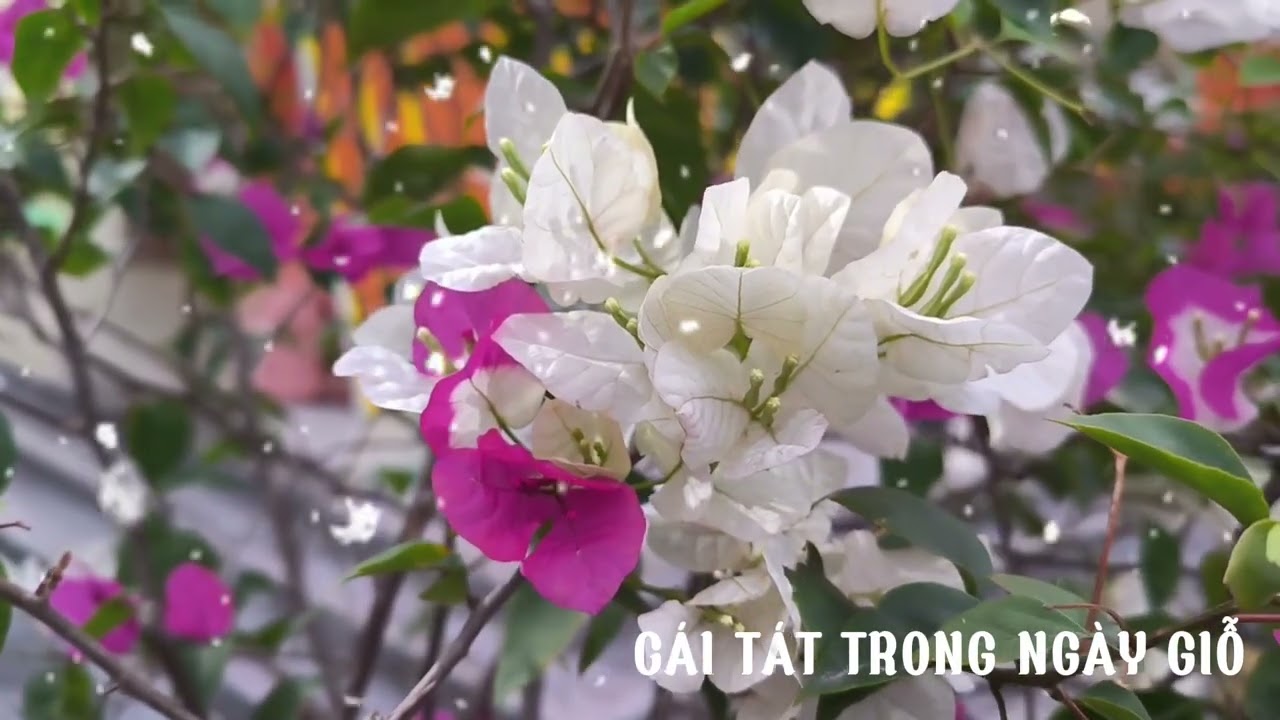 [Truyện Audio] CÁI TÁT TRONG NGÀY GIỖ/ Bản tình ca dang dở