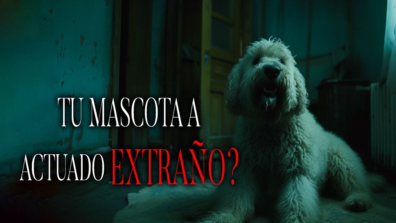 Comportamientos HUMANOS En Animales Historias de Terror Inquietantes - REDE