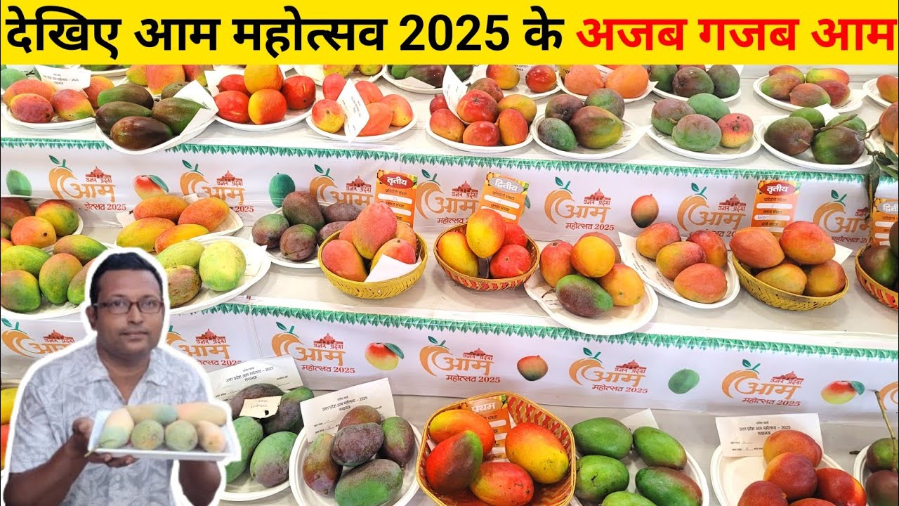 देखिए आम महोत्सव 2025 के अजब गजब आम | नाम नहीं सुना होगा ऐसे ऐसे आम देखने को मिलेंगे