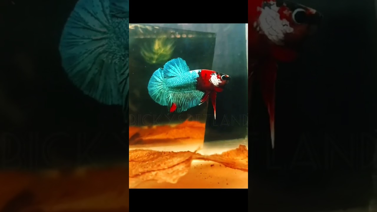 #bettafish #bettalovers