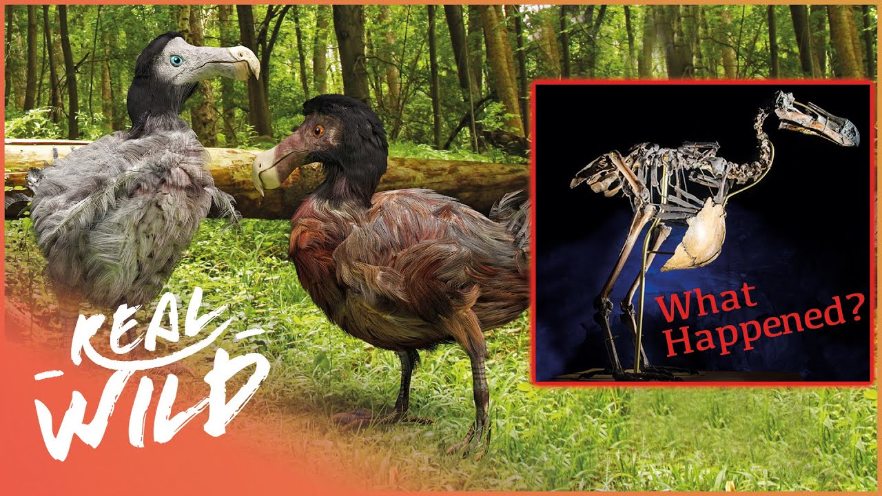The Real Reason Why Dodo Birds Went Extinct | Dodo Bird Documentary