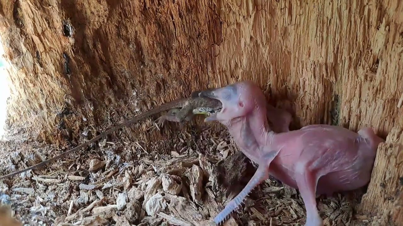 Anak Tengkek Masi Bayi Di Beri Makan Kadal Besar