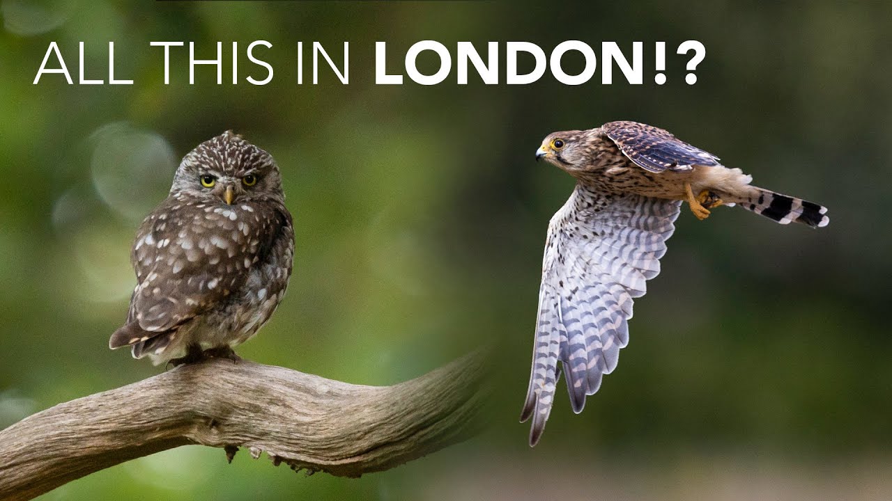 Richmond Park Wildlife Photography - Kestrel, Deer & OWLS! (Canon R6 Mark II)