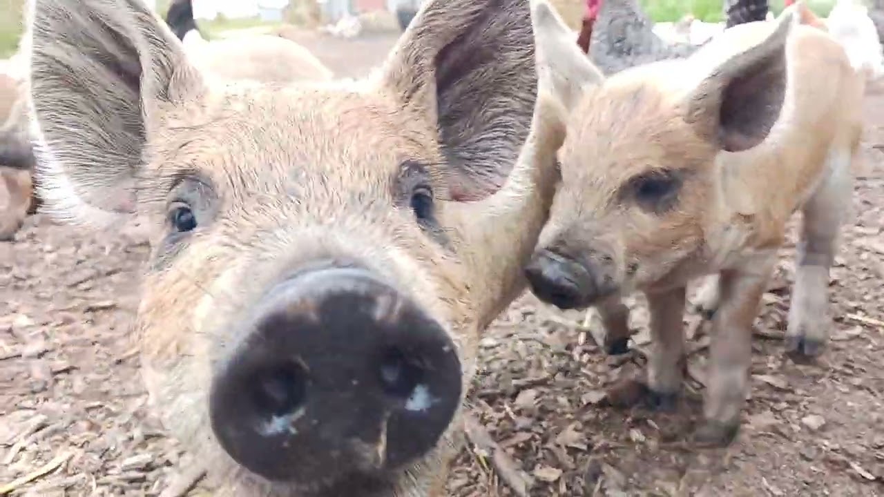 Mangalica pigs @mannaranch