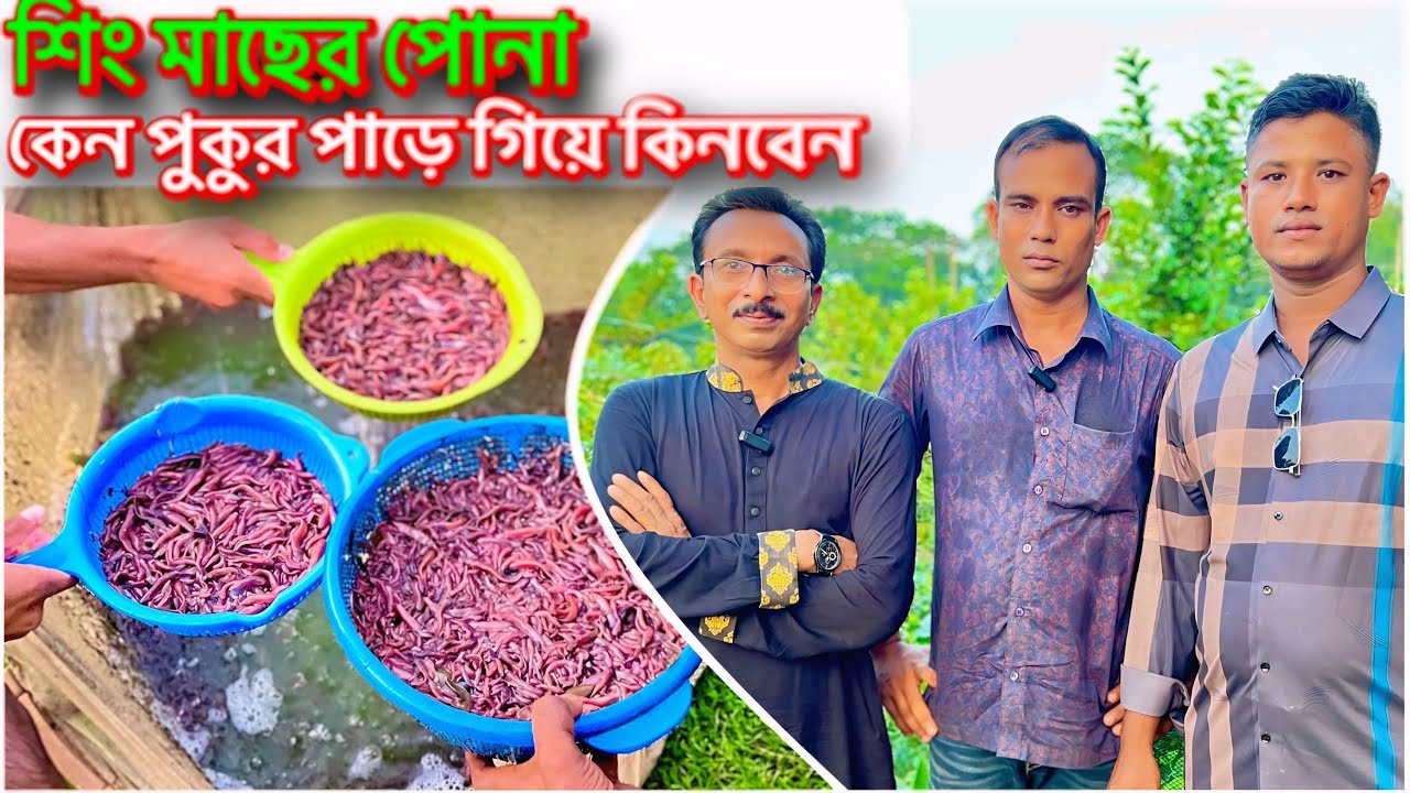 শিং মাছের পোনা কেন পুকুর পাড়ে গিয়ে কিনবেন..।।  Catfish bd