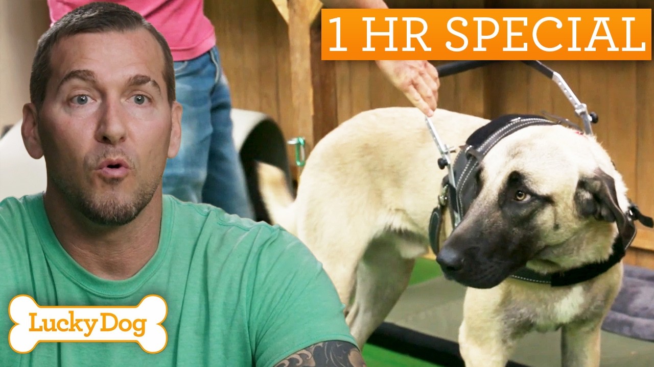 Most Incredible Rescue Dogs Dedicating Their Lives To Service | Lucky Dog Marathon
