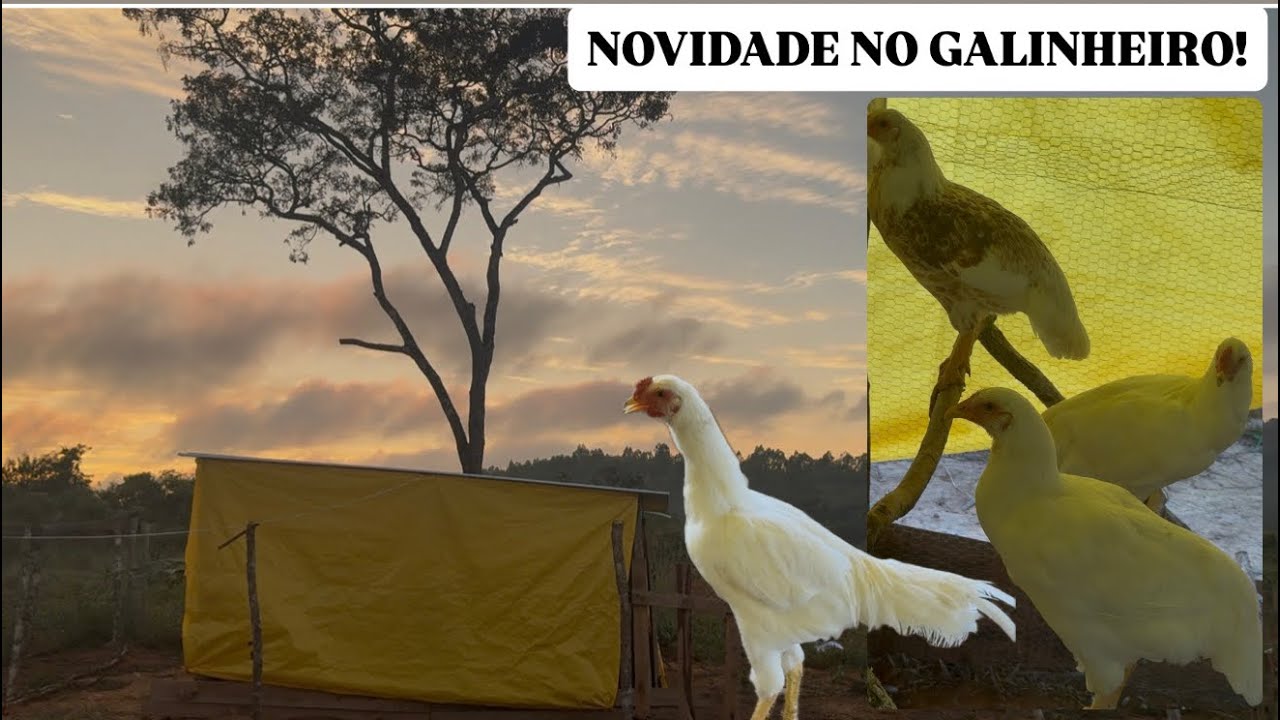 Ganhamos galinhas e um galo caipira! Veja como está o sítio alugado agora 
