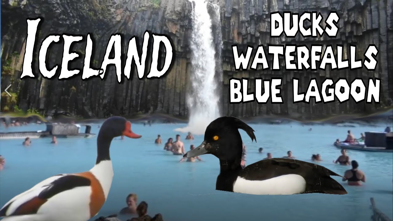 Iceland Ducks | Blue Lagoon | Whooper Swan | Waterfalls