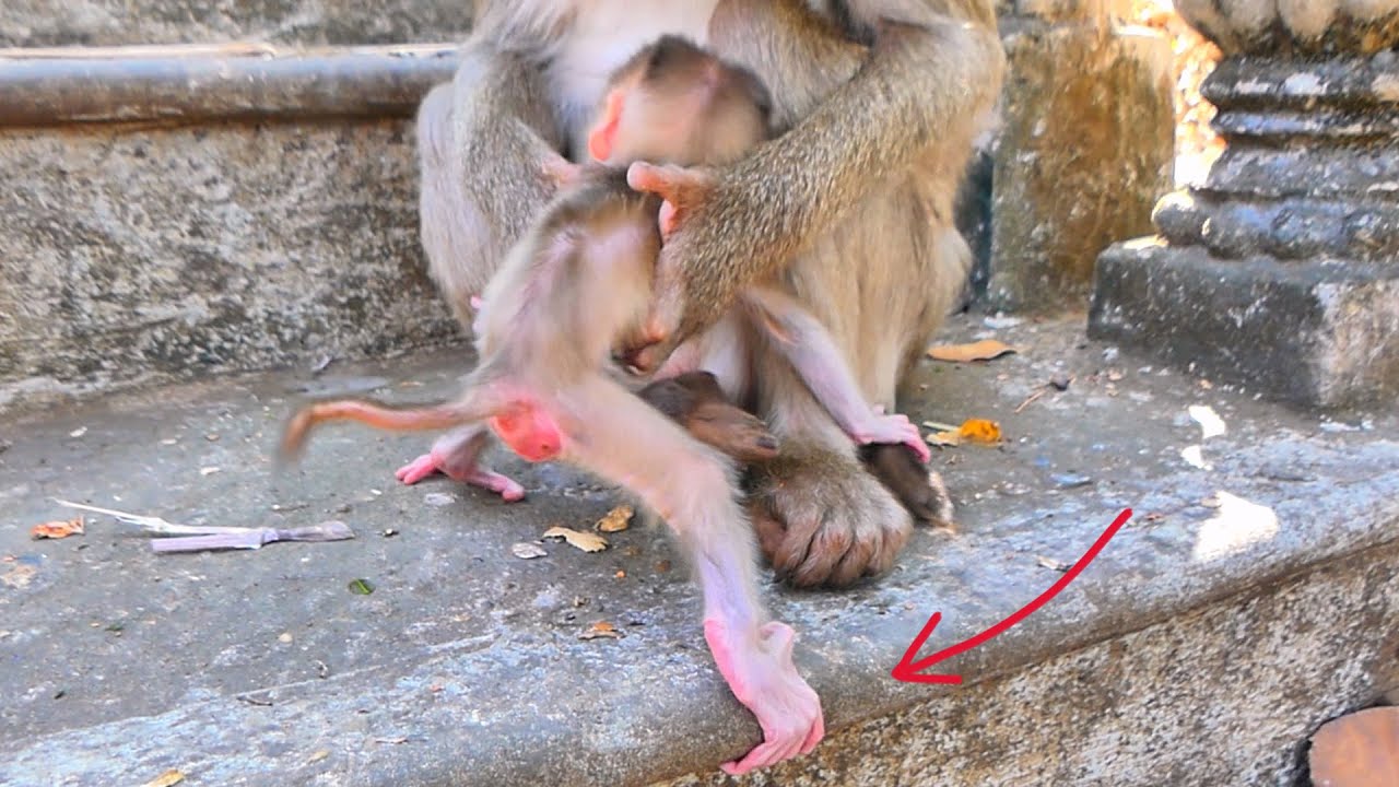🐒 Monkey Mother Encourages Her New Baby to Walk — But Baby Isn’t Ready Yet 💛🌿