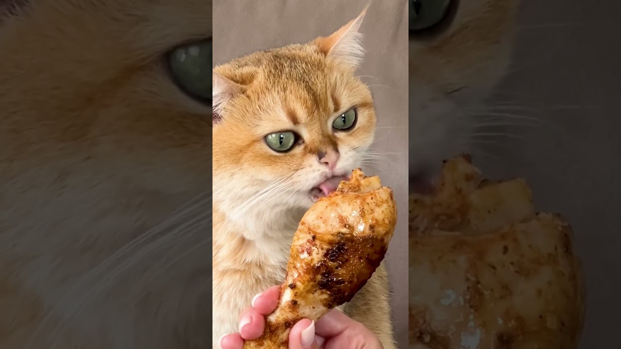 🐱 My Cat Can Literally Stop Time&hellip; No Joke! ⏳