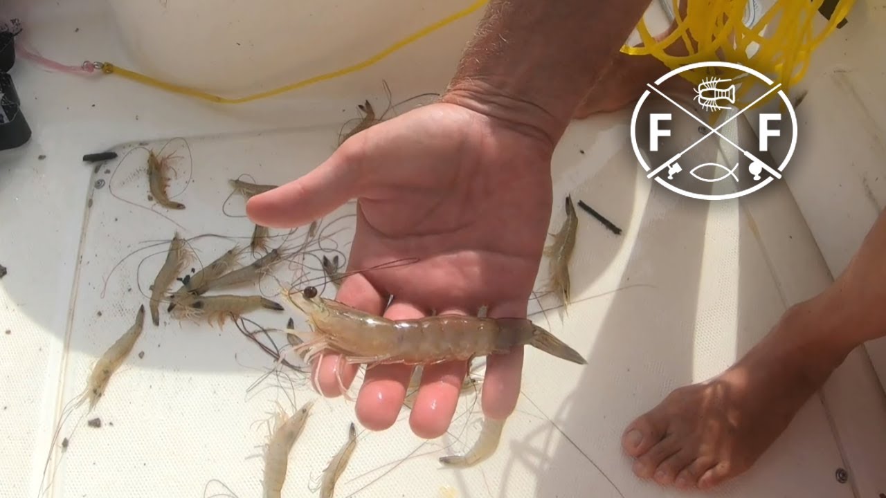Deep Hole Shrimping Near Edisto Beach