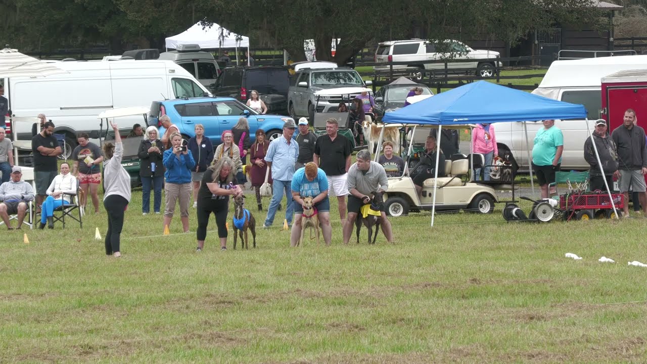 2022 AKC NLCC Breed Finalist Course - Greyhound