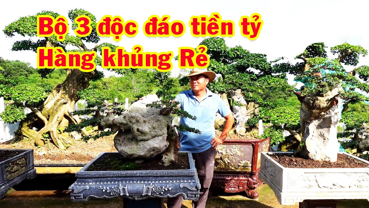 Tháng 30 ngày lên núi kiếm cây tiền Tỷ, duối bám đá tự nhiên, duối hàng khủng giá rẻ
