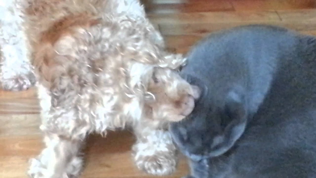 Dog Cleans Cats Ears (part 2)