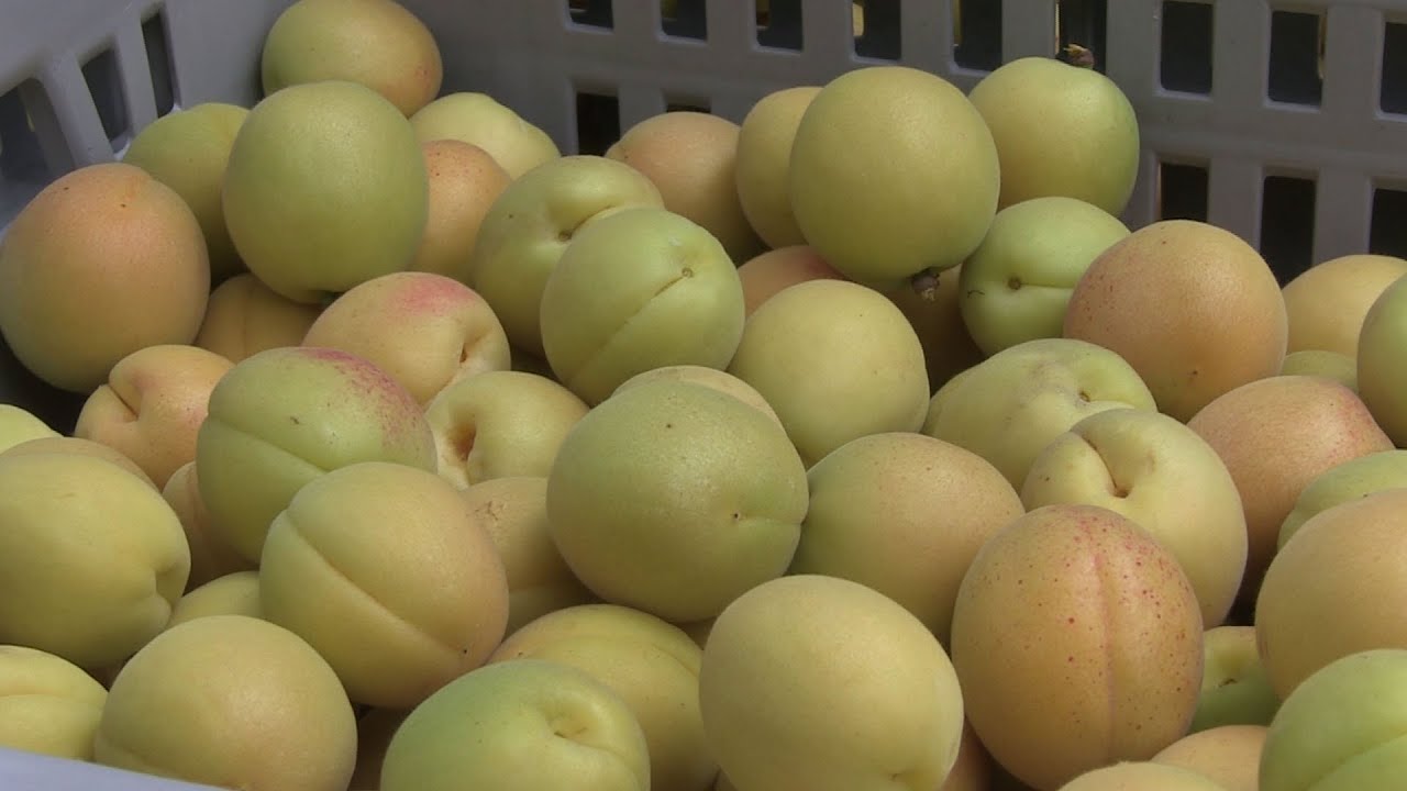 Tonda di Costigliole: la regina di dolcezza tra le albicocche
