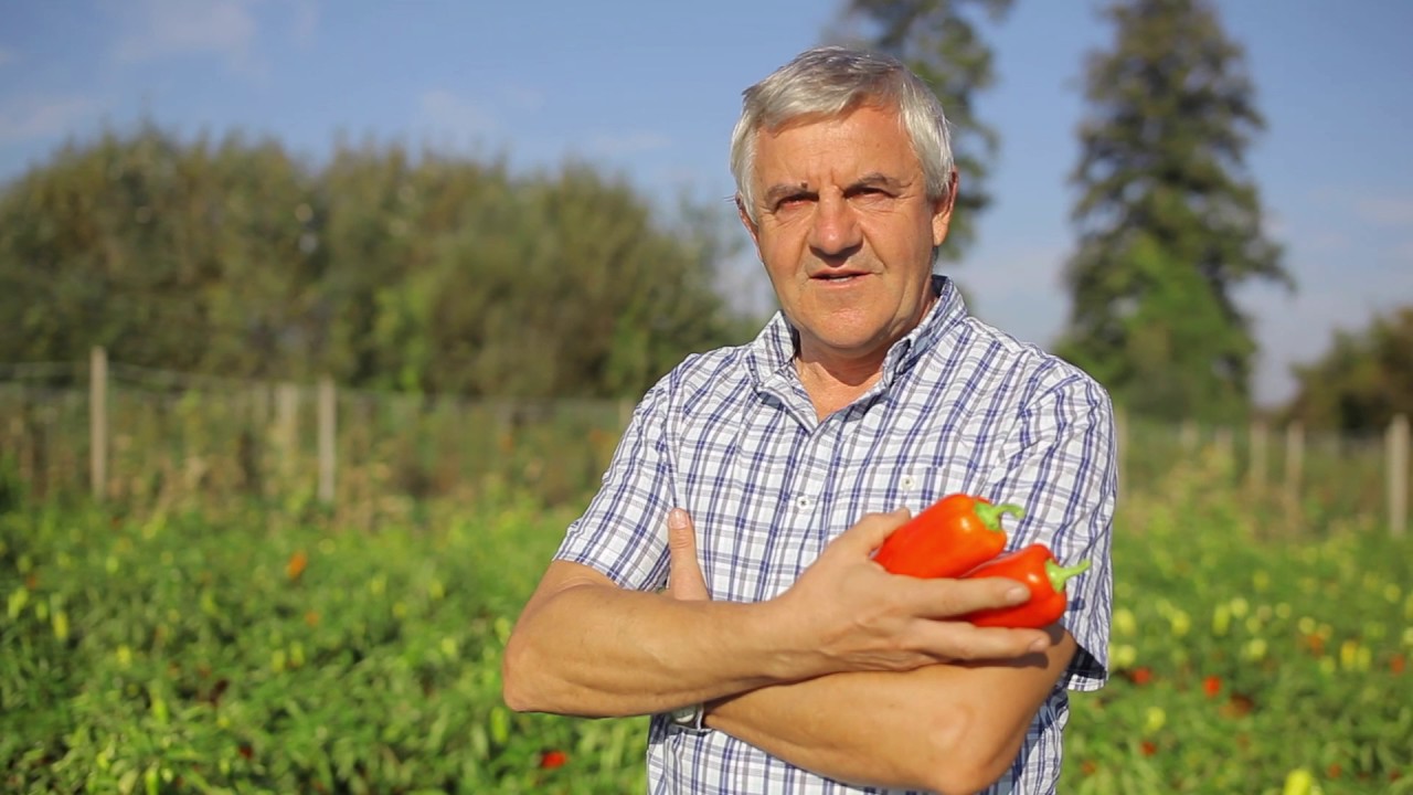 Kukkónia ízei - így készülnek a csallóközi befőttek