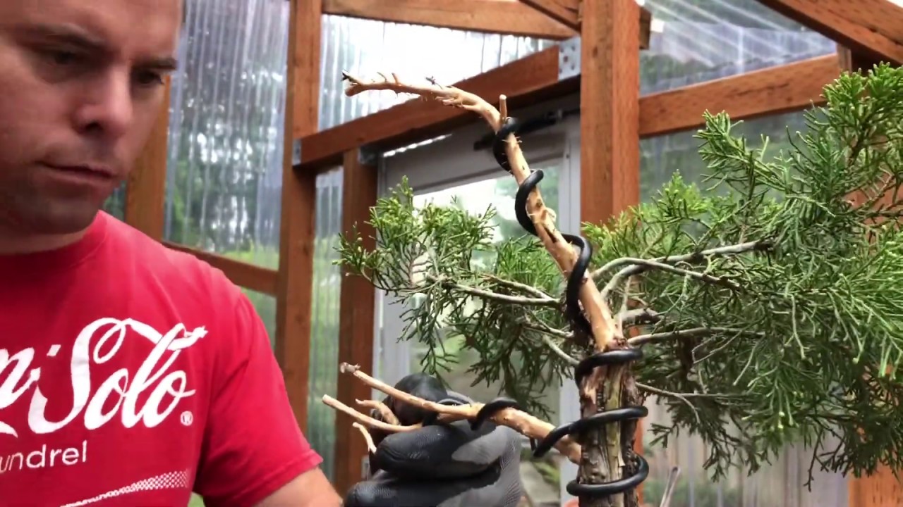 How Much Bending Can One Juniper Take?