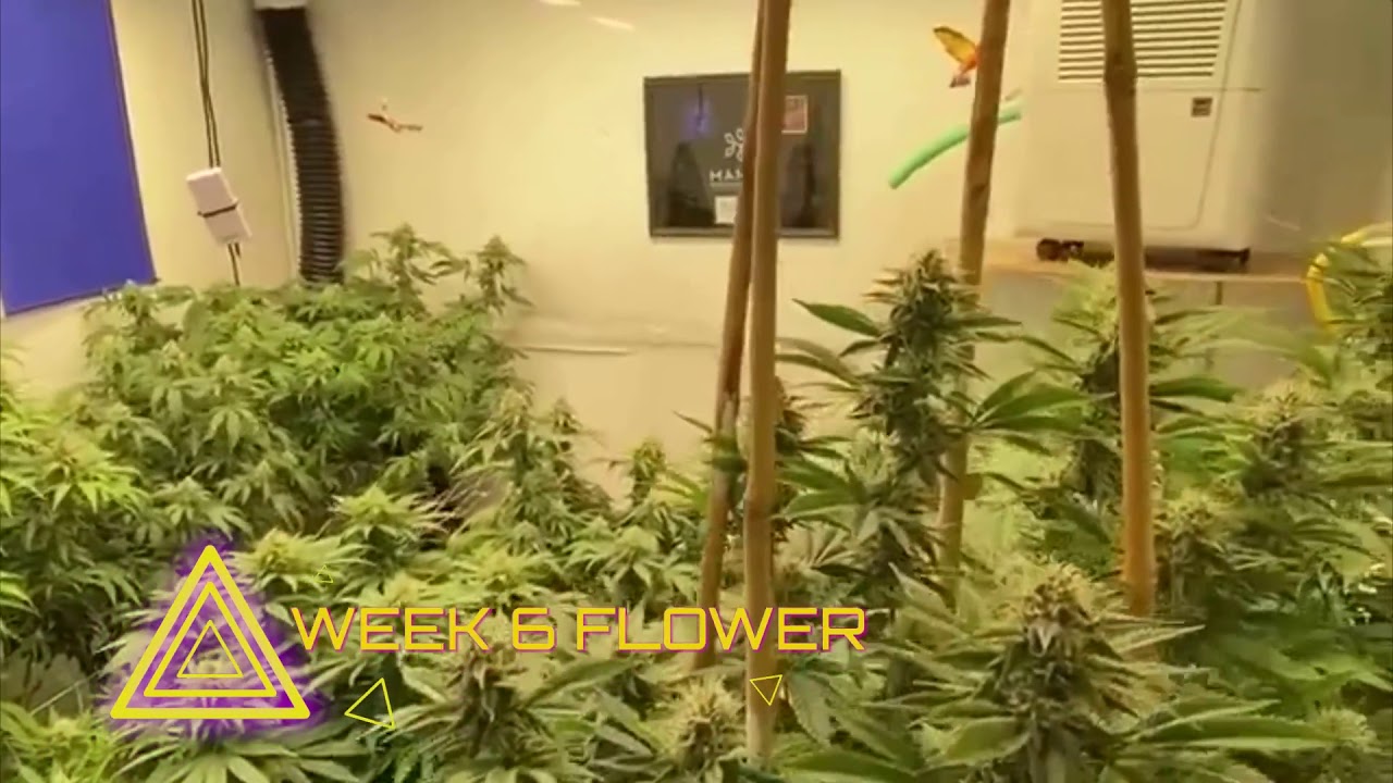 The SPACESHIP Grow with MANTIS Buffered Nutrients