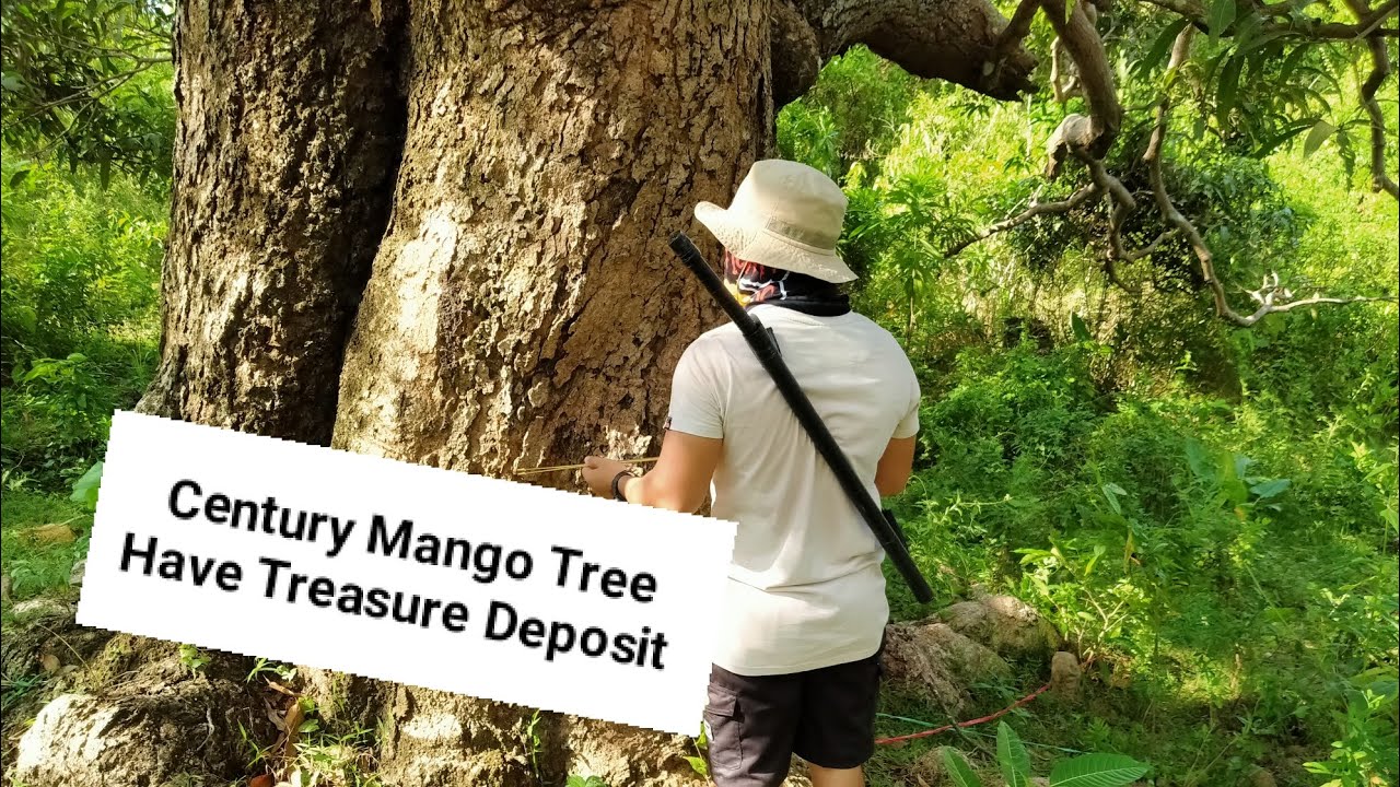 Century Mango Tree Have Treasure Deposit Exploration in Santander Cebu