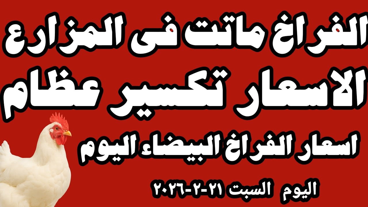 اسعار الفراخ البيضاء اليوم سعر الفراخ البيضاء اليوم السبت ٢١-٢-٢٠٢٦ في المحلات في مصر 