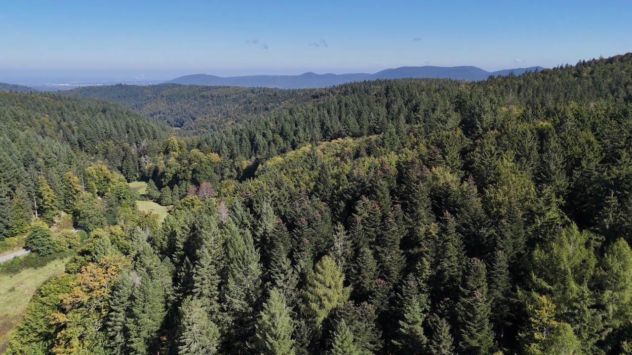 Zwischen Tannen und Tälern: Wandern im Schwarzwald.
