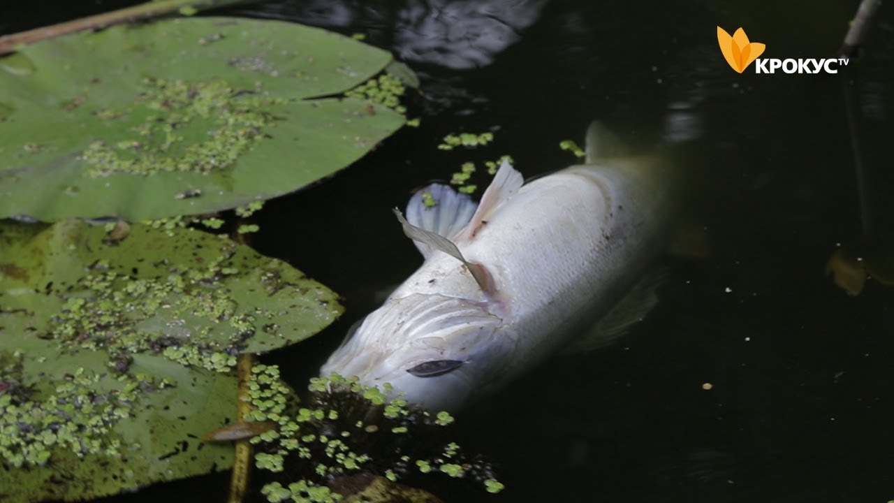 В річці Рось, поблизу Білої Церкви загинули тисячі екземплярів риб