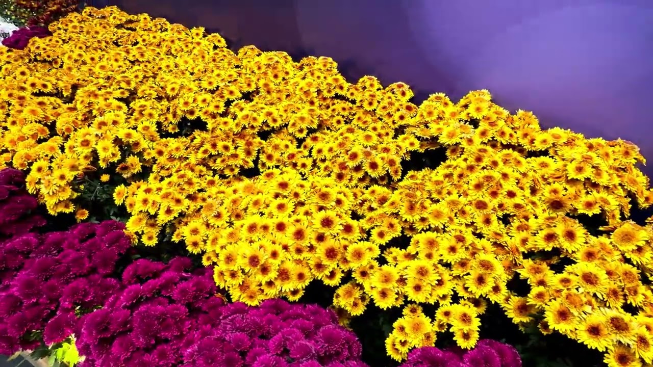 2026 花在彰化