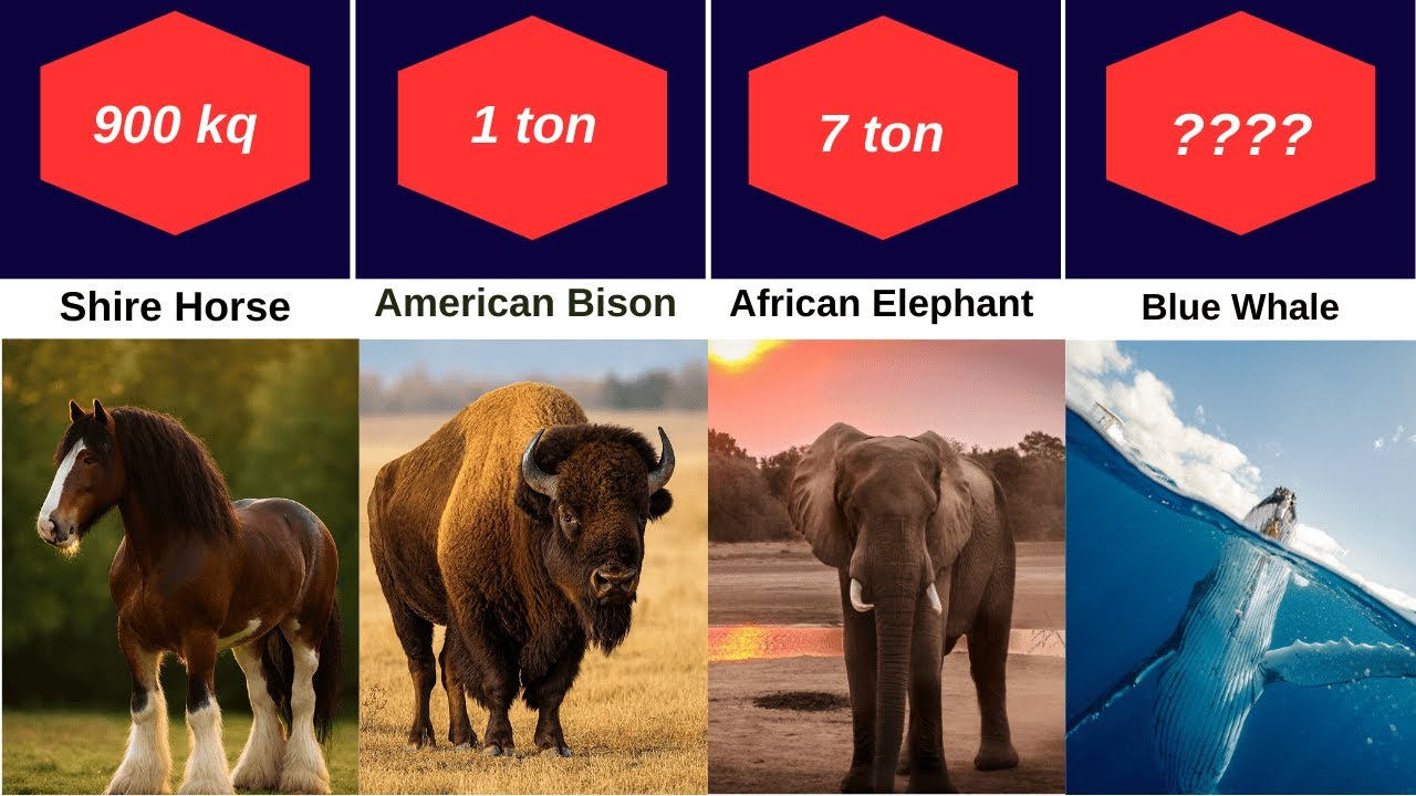 The Heaviest Animals İn The World.