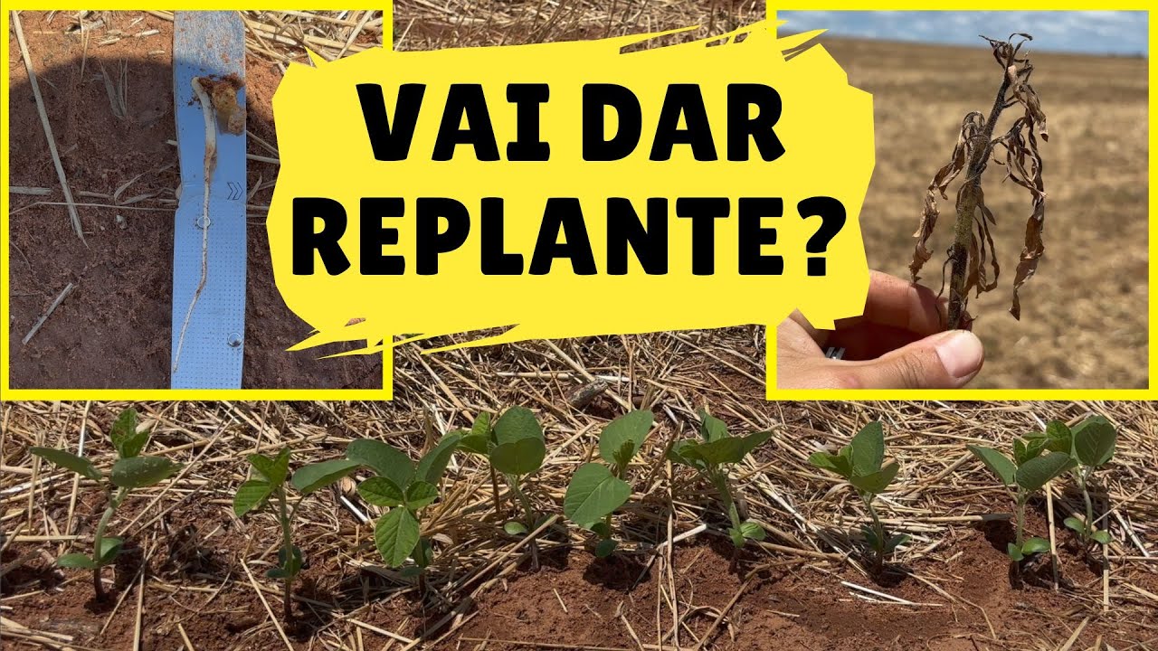 SERÁ QUE VAI DAR REPLANTE?? Vamos aguardar mais uns dias pra avaliar novamente...