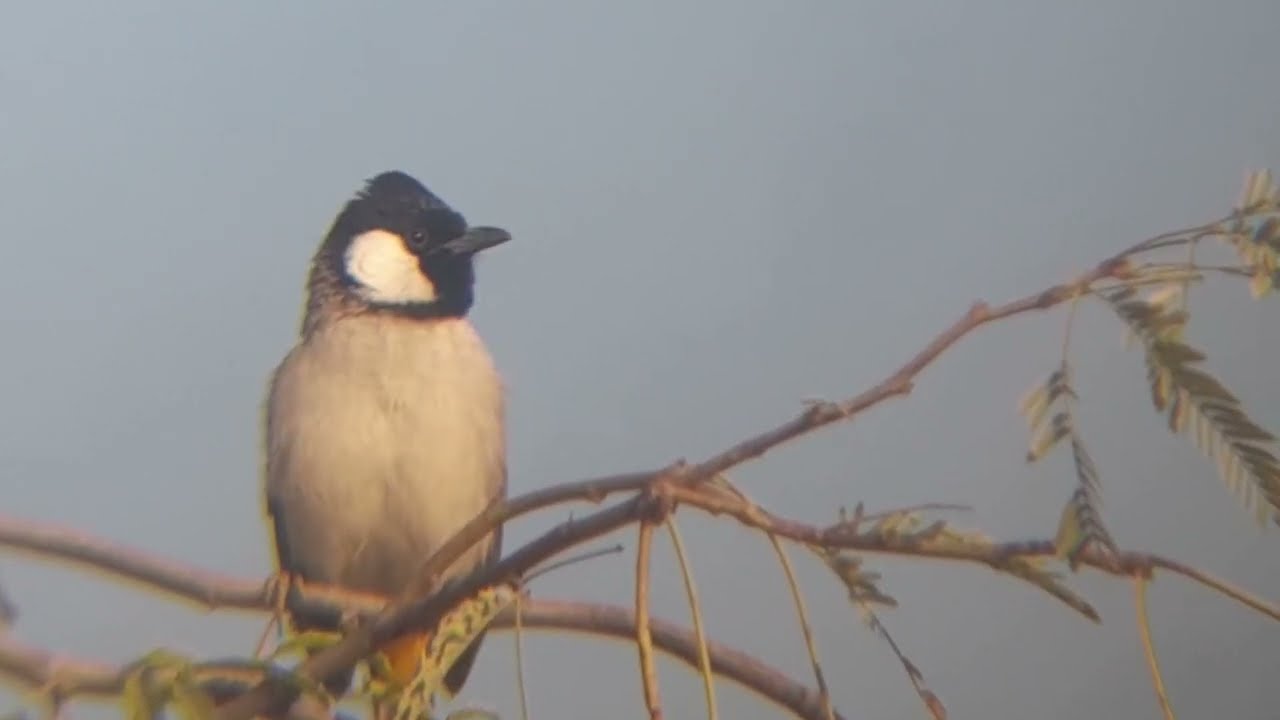 White eyerd bulbul sound.  White eyerd bulbul singing different song. 