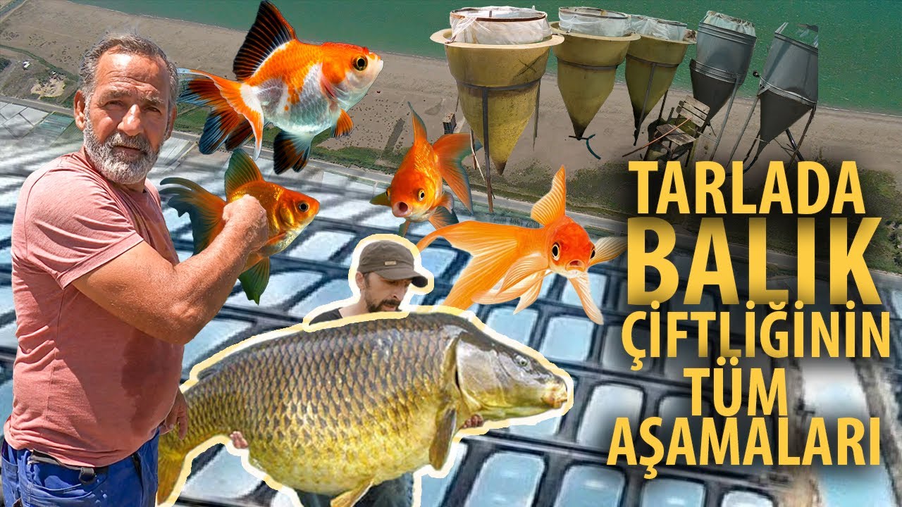SÜS BALIKÇILIĞI BALIK ÇİFTLİĞİ NASIL KURULUR - TARLADA BALIK YETİŞTİRME - TARLADA BALIK ÇİFTLİĞİ