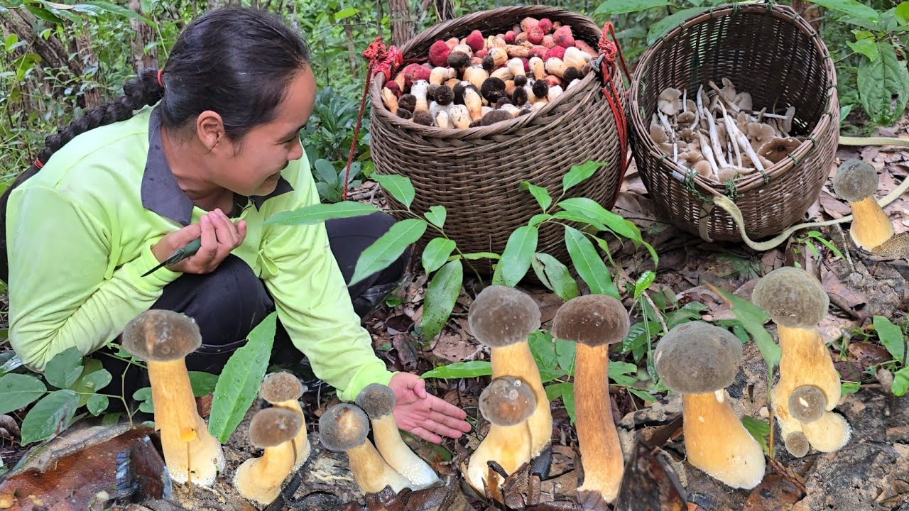 เห็ดผึ้งข้าวดงหมู่ใหญ่หมายที่รอคอย เห็ดปลวก เห็ดระโงก เห็ดรวมวันนี้ เกือบ 2 ตะกร้าใหญ่ๆ!!22 ก.ค2567