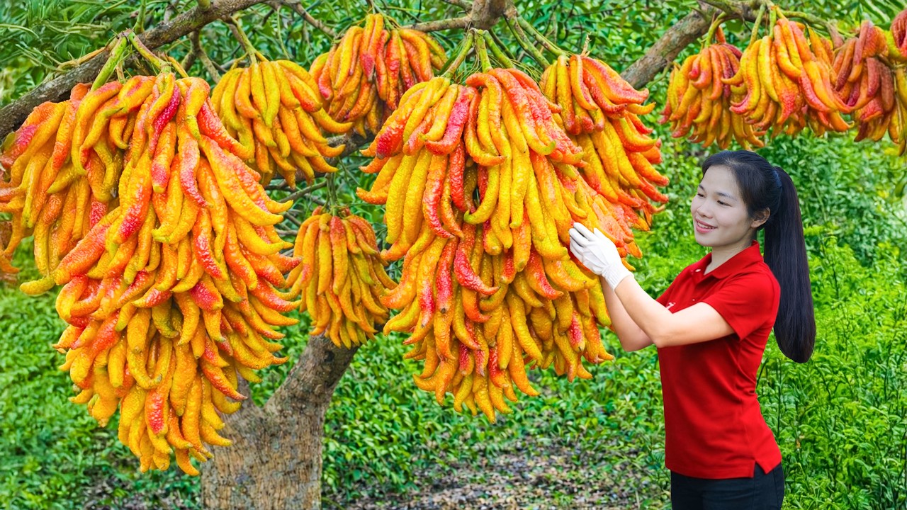 Harvesting Wrinkled Buddha’s Hand Fruits & Selling Out Fast At The Rural Market | Brave Country Girl