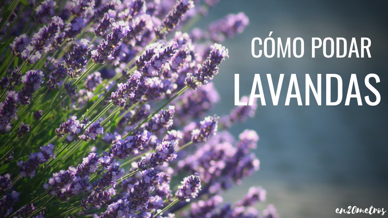 Cómo PODAR la LAVANDA en otoño-invierno: por dónde cortar? || en20metros